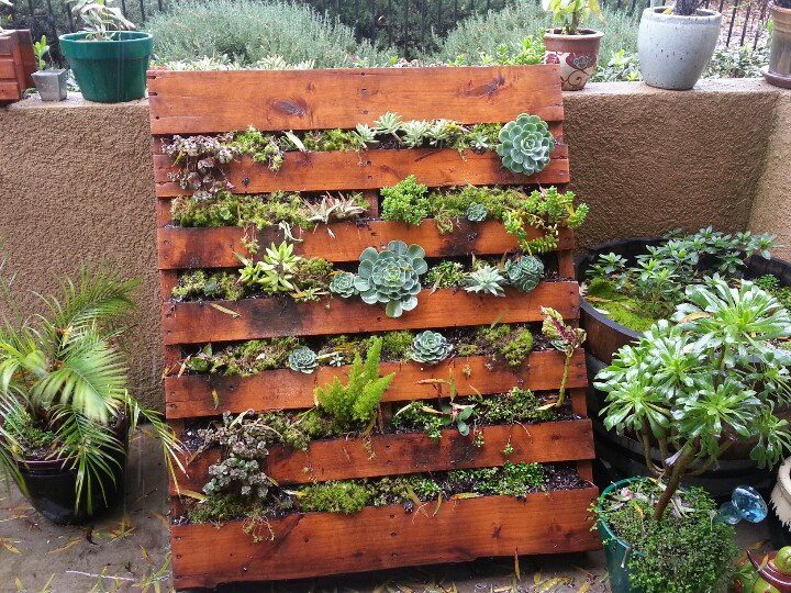 create a rustic, shabby-sheik theme within your garden by using an old pallet to store small plants