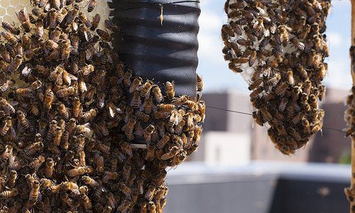 Swarm of Bees found on Storage hunters